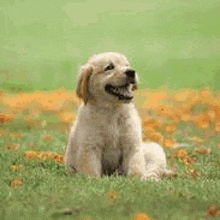 OFERTA 2 X 1 : PetSkin™️ – Fórmula para Piel Sana, Menos Picazón y Pelaje Brillante en tu Mascota