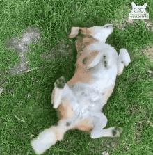OFERTA 2 X 1 : PetSkin™️ – Fórmula para Piel Sana, Menos Picazón y Pelaje Brillante en tu Mascota
